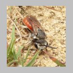 Sphecodes albilabris - Blutbiene 09 13mm.jpg